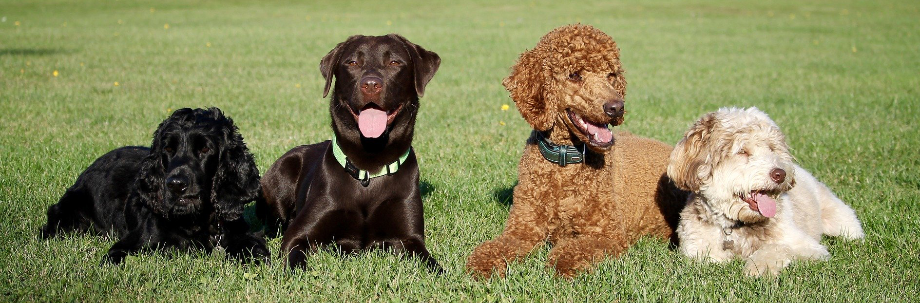 Dogs