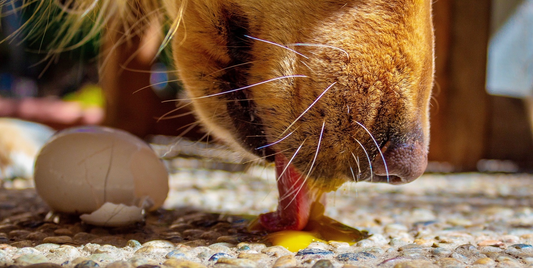 Dog-Egg-Allergy